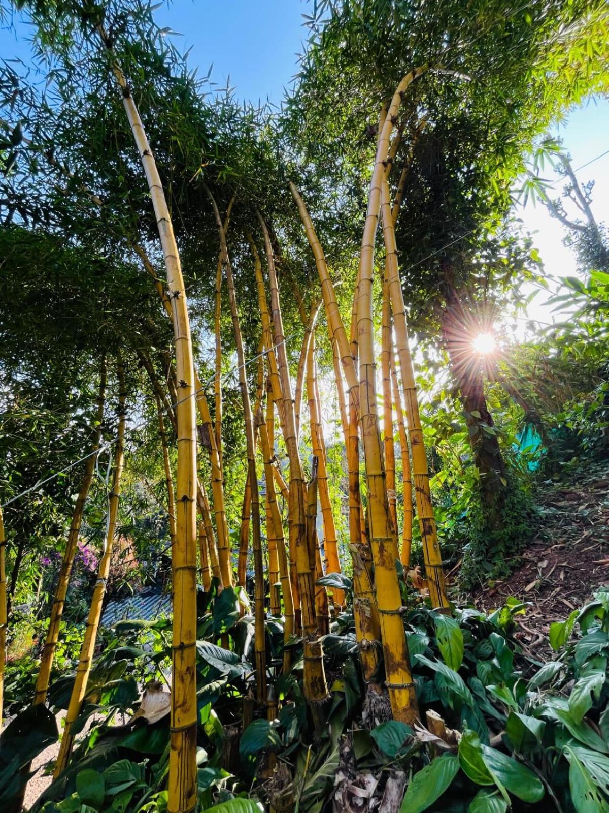 Lush Acres Villa Thekkady Bagian luar foto